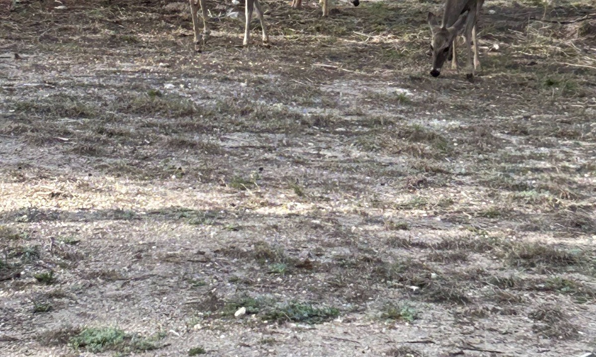 Medina RV Rental | One RV spot with water and electricity. NO dump station. Beautiful Medina Tx