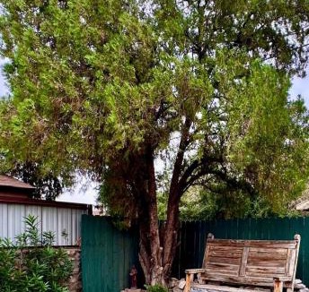 Las Cruces House | 2 bedroom, large fenced yard, 3 mins from farmers market