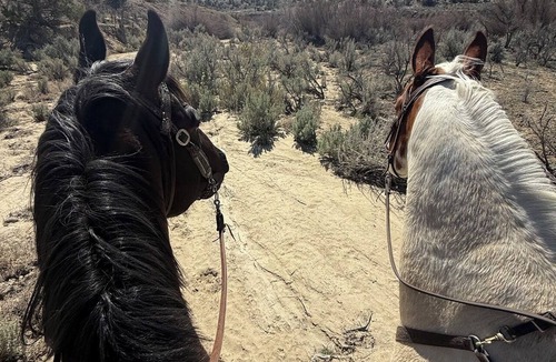 Aztec House | 3-Bedroom Desert Hacienda - Horses and Dogs Welcome