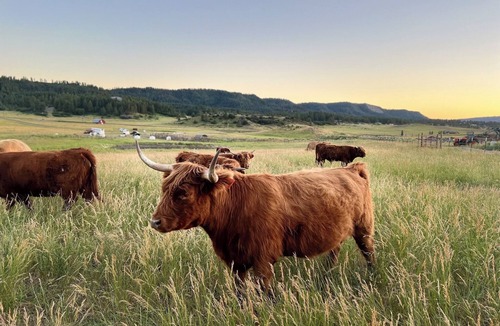 Pagosa Springs Cabin | “At 84 Ranch, a place to rest, reconnect, and remember what’s real.”