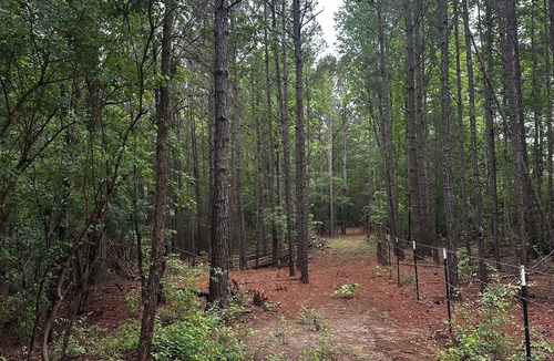 Palestine House | Quiet Pine Retreat off Hwy 155 near Palestine—cozy, scenic, relaxing getaway