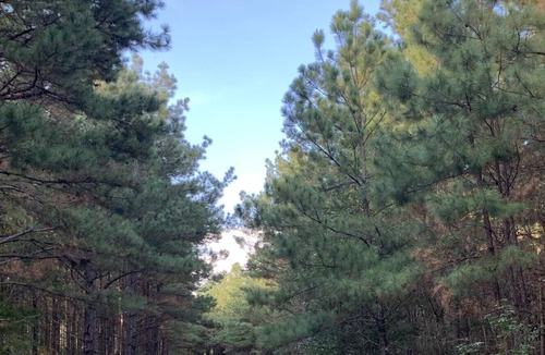 Pennington RV Rental | Tentrr Signature Site - HFR Campsite in the Davey Crockett National Forest #2