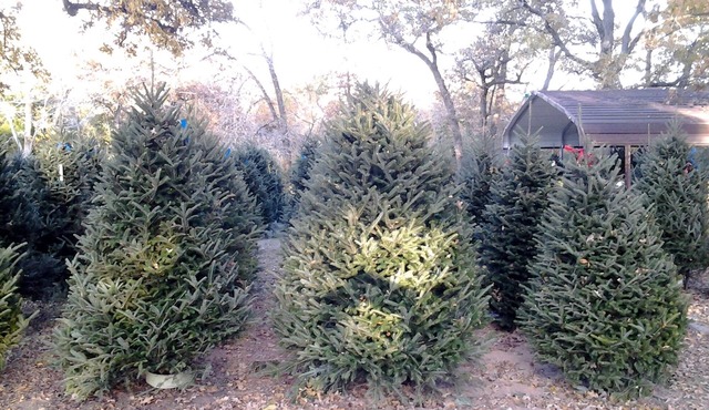 Christmas Tree Farm with Bed and Breakfast accommodations located on a 12 acre propertyin the Peaceful Countryside between Bryan and Hearne Tx