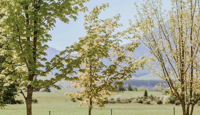 Maple Lodge - Ideal for wedding parties & families in Wanaka