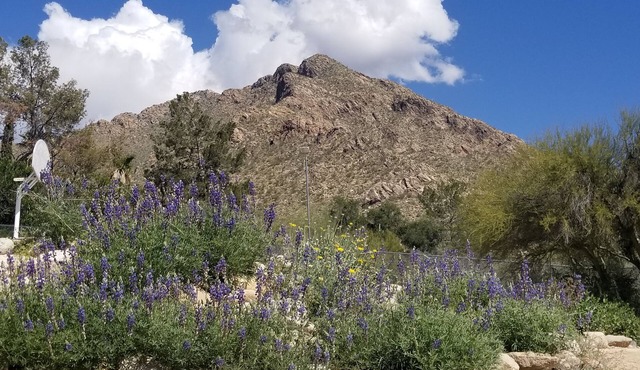 Oro Valley Guest house - Oracle/Magee Close to Everything! Hiking/Golf/Swimming