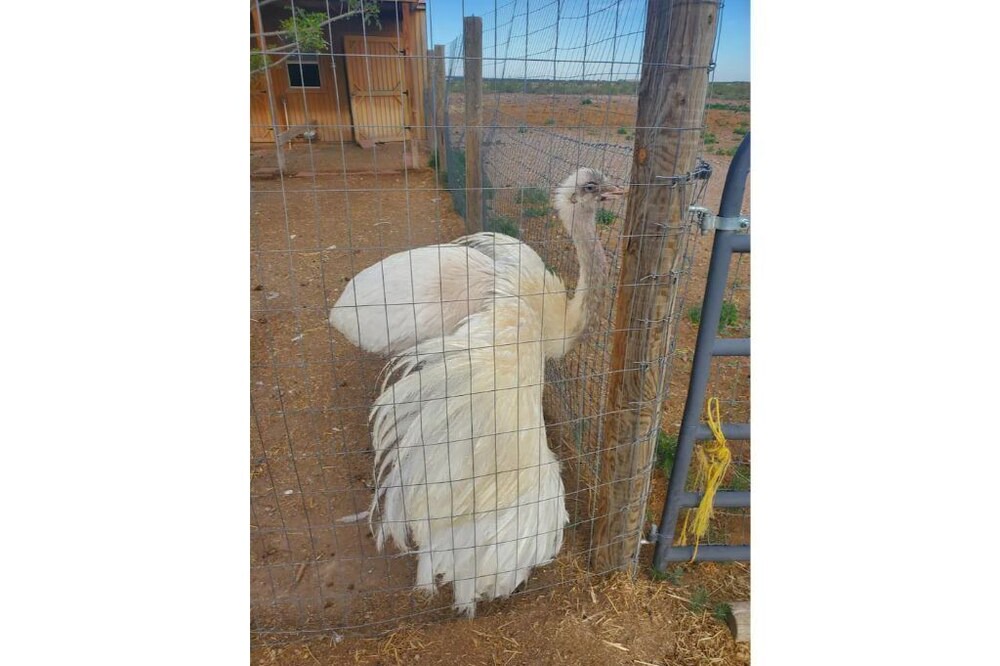 Photo of Others in Luna County