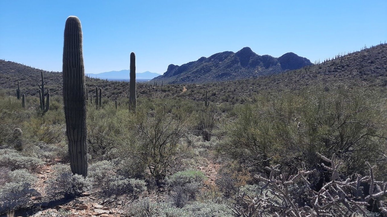 Photo of Others in Tucson