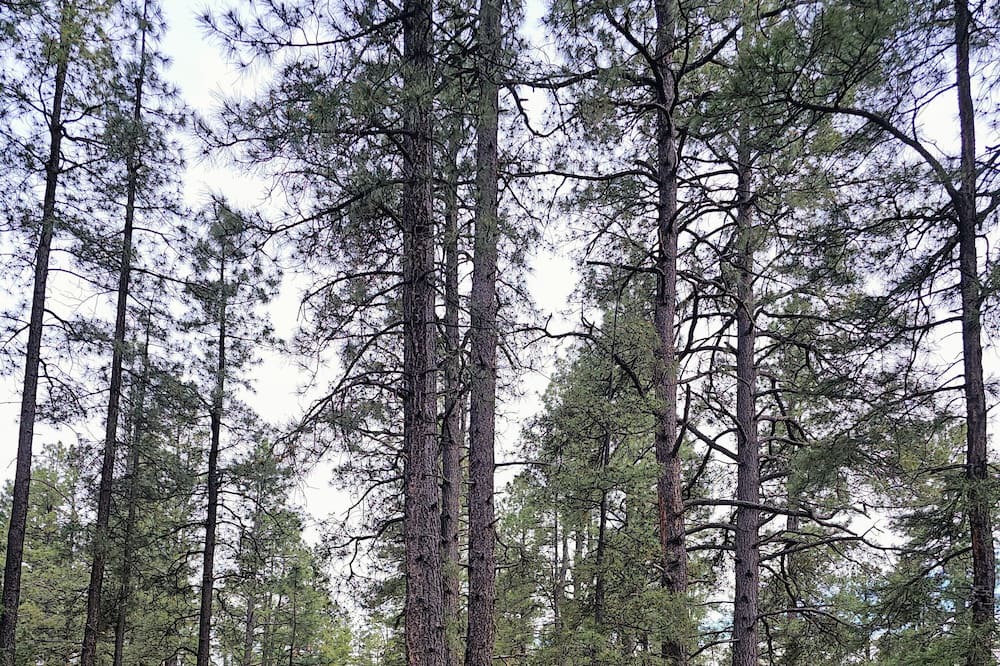 Photo of Outdoor in Jemez Springs