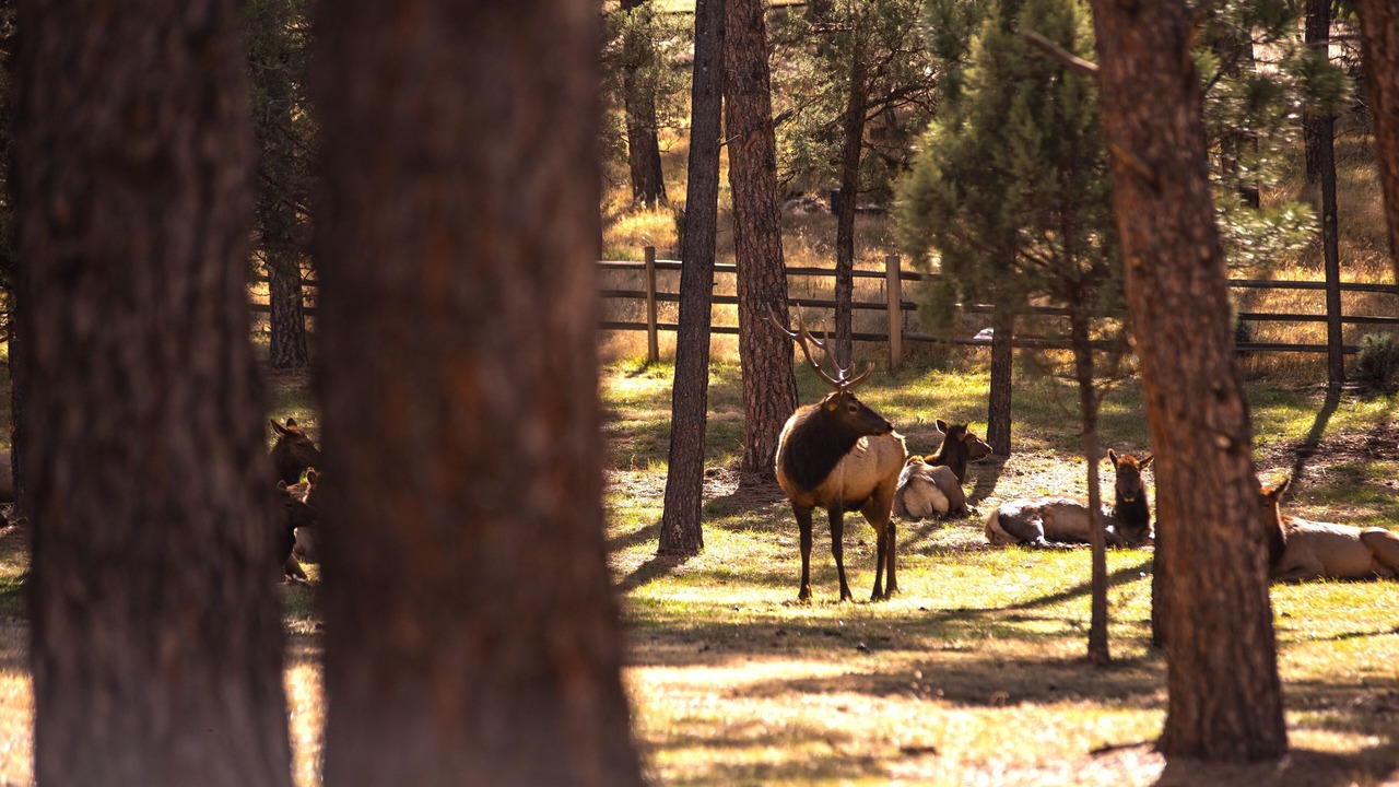 Photo of Others in Ruidoso