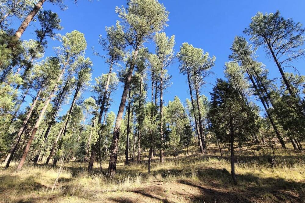 Photo of Outdoor in Ruidoso