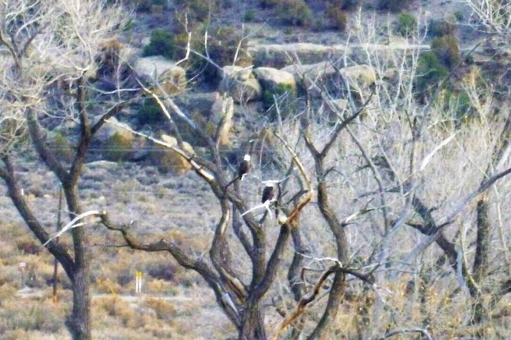 Photo of Others in Navajo Dam
