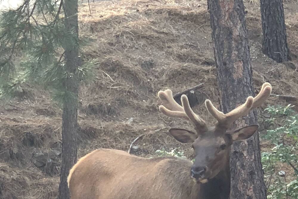 Photo of Outdoor in Ruidoso