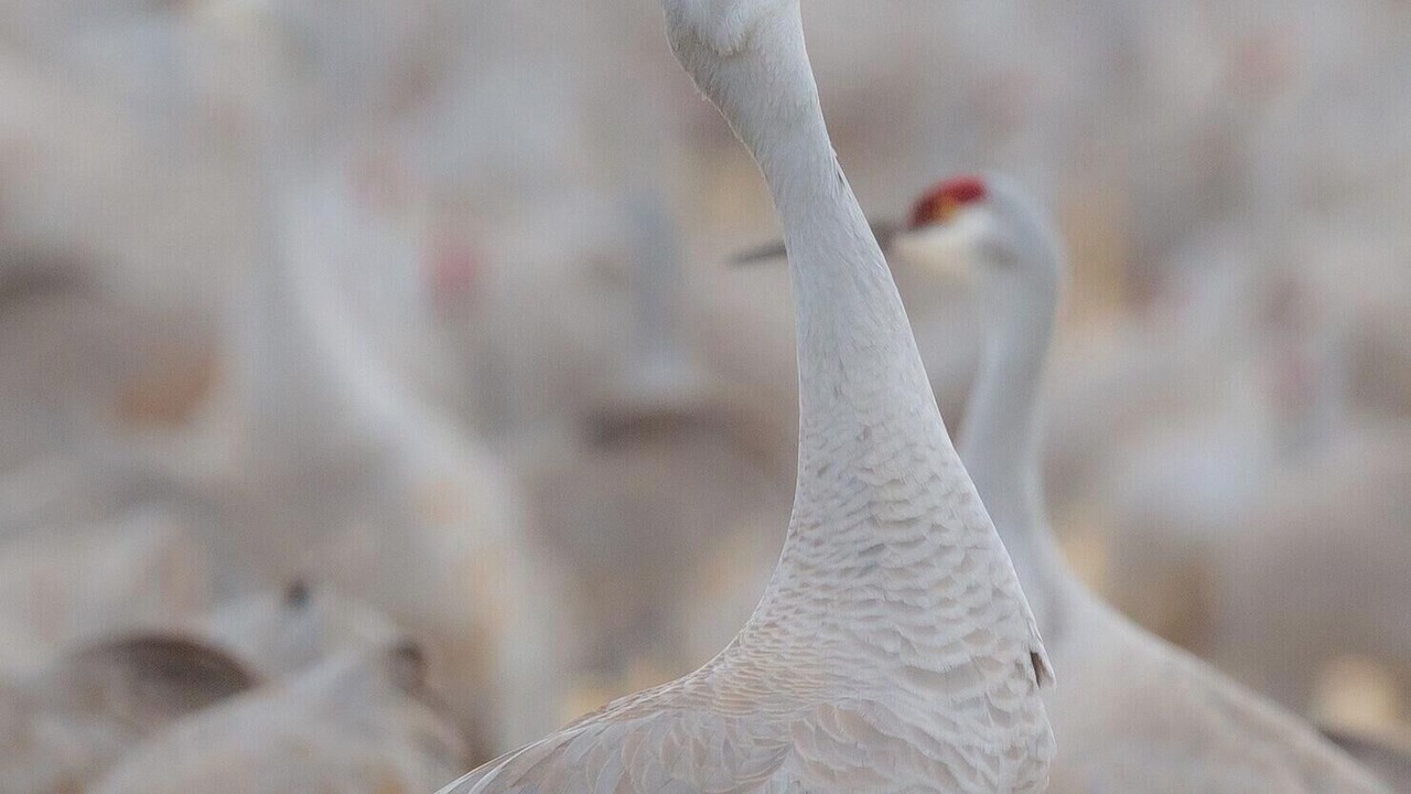 Photo of Others in Bosque
