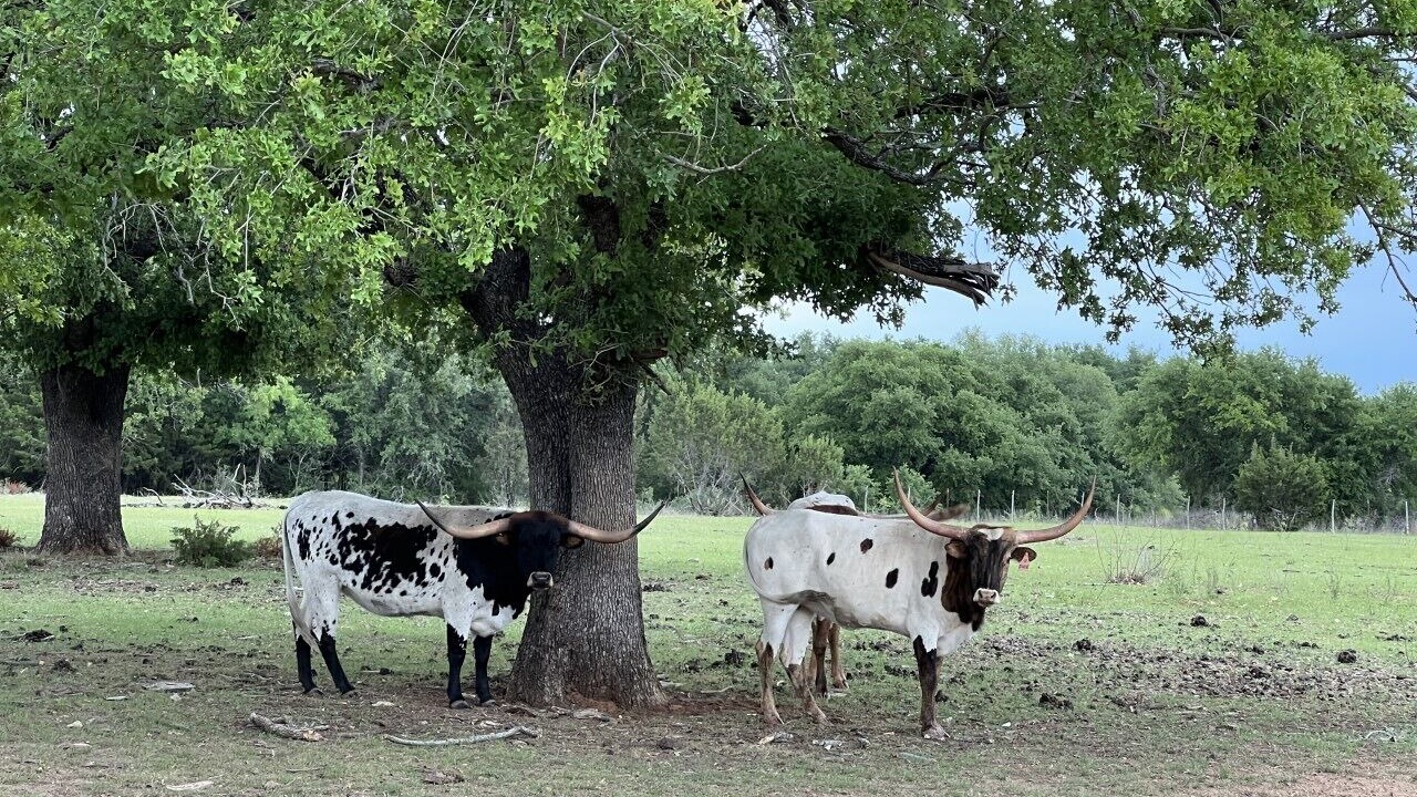 Photo of Others in Granbury
