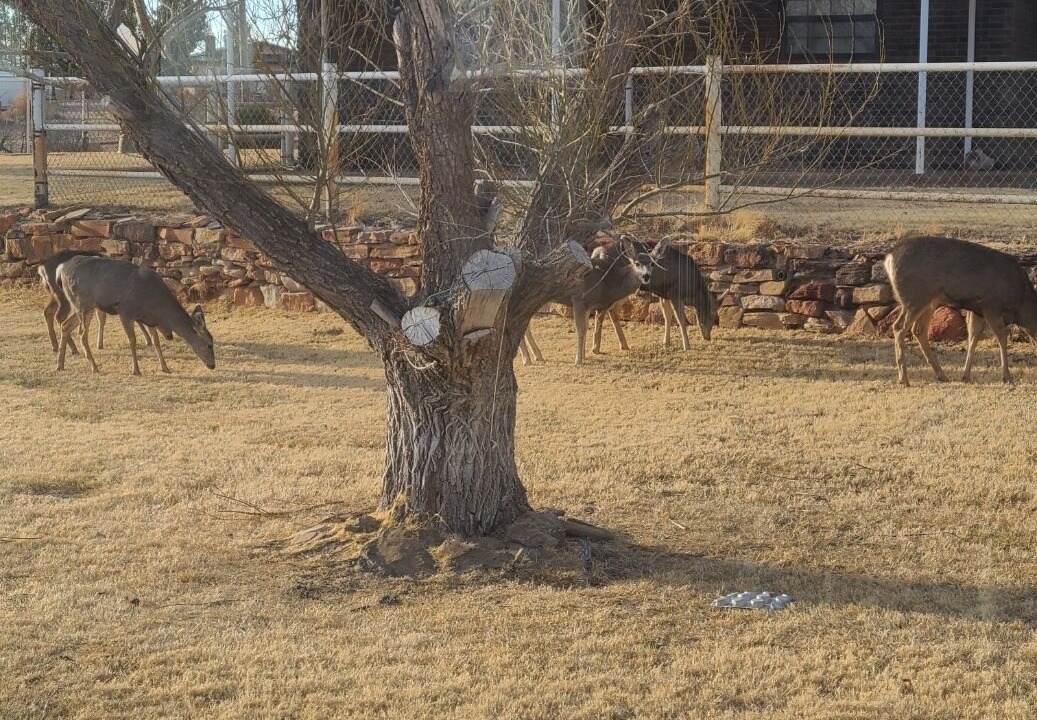 Photo of Outdoor in Logan