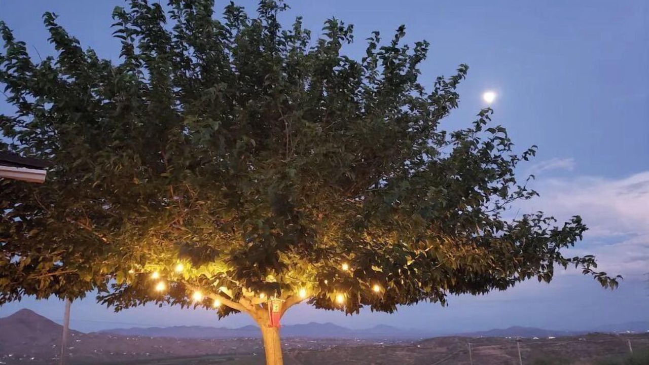 Photo of Others in Rio Rico