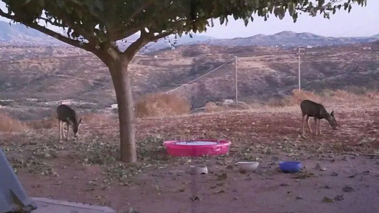 Photo of Outdoor in Rio Rico