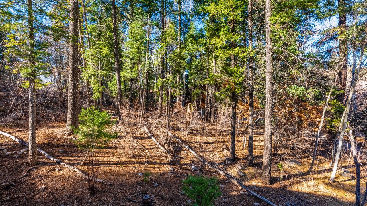 Photo of Outdoor in Bear Park