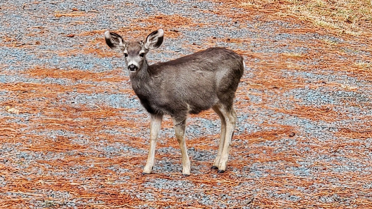 Photo of Others in Ruidoso