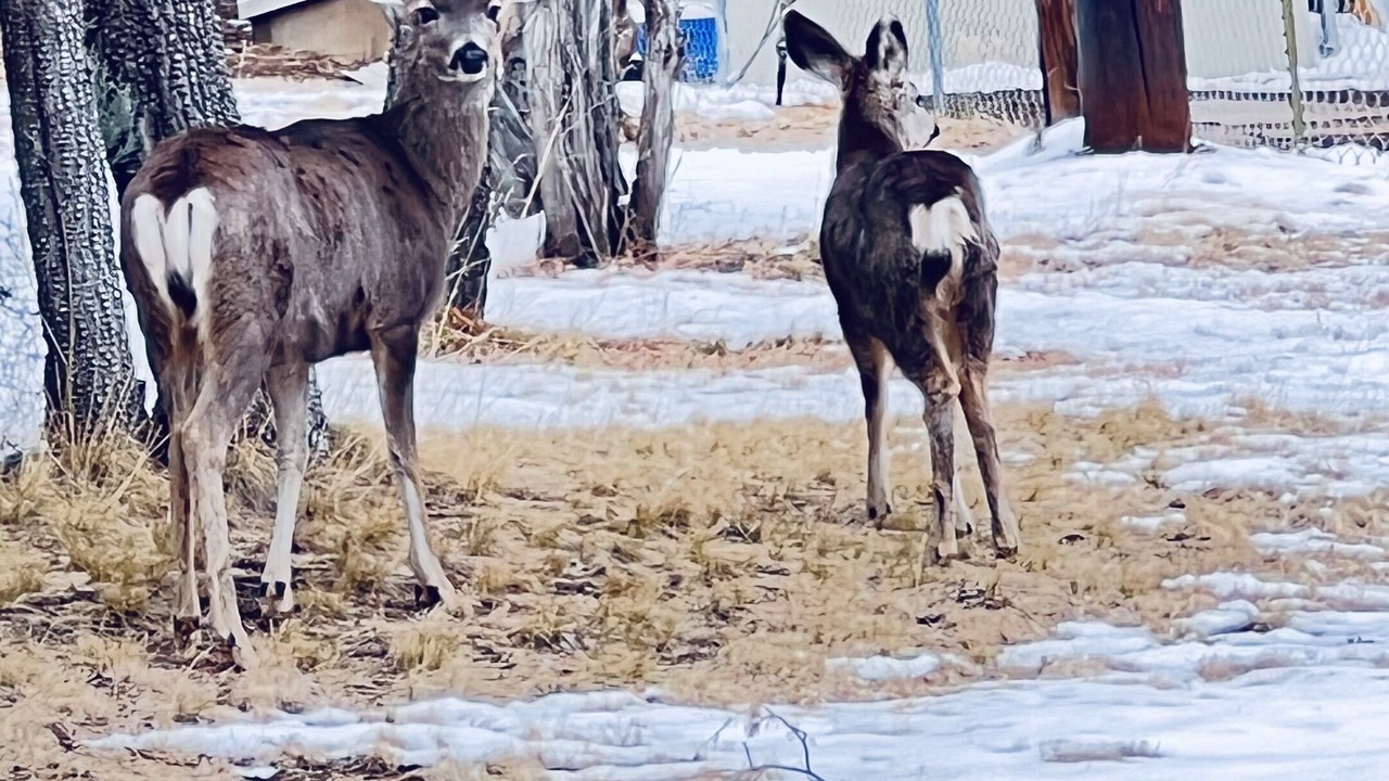 Photo of Others in Ruidoso