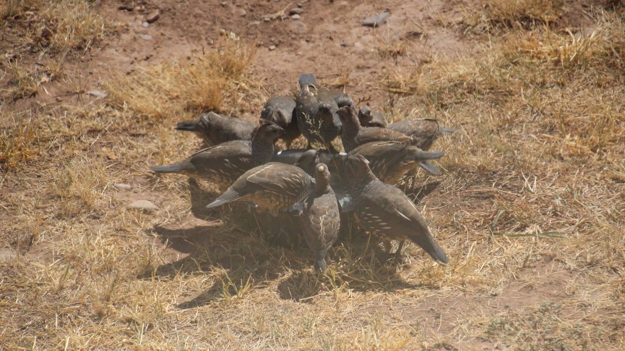 Photo of Others in McNeal