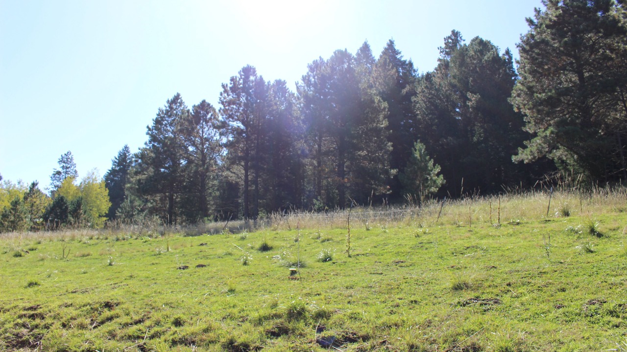 Photo of Others in Cloudcroft