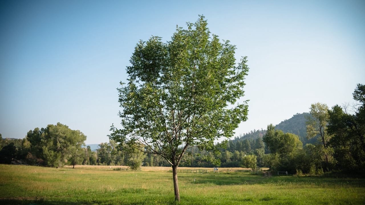 Photo of Others in Durango