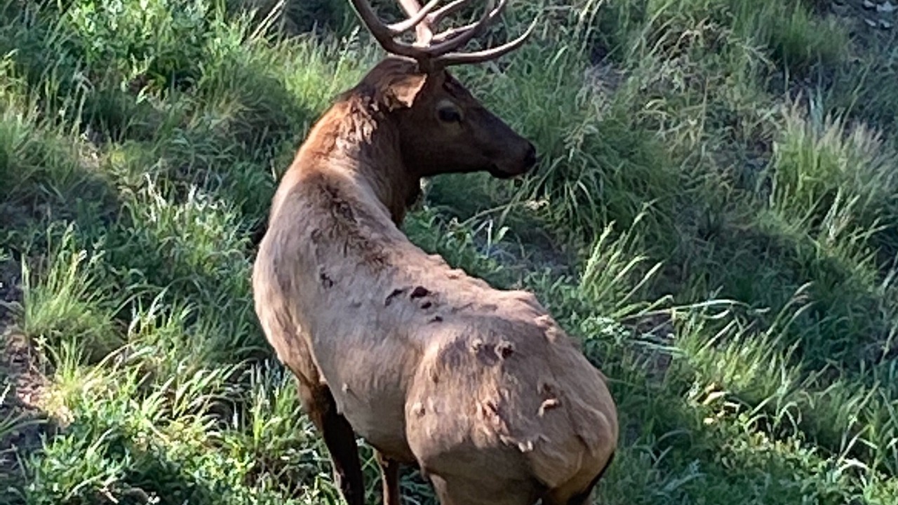 Photo of Others in Ruidoso