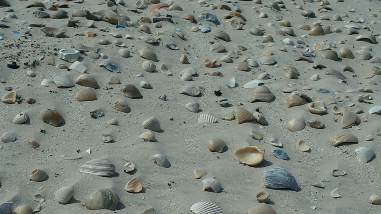 Photo of Others in South Padre Island