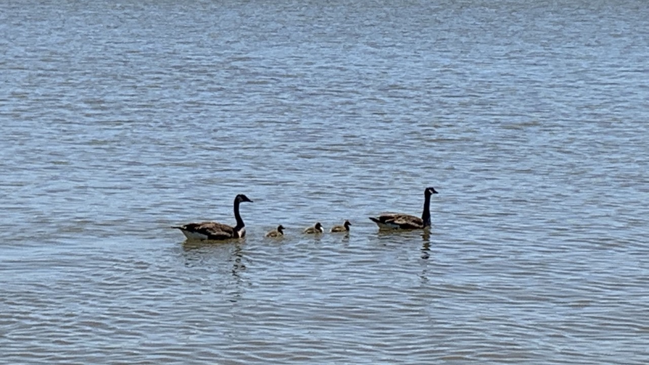 Photo of Others in Granbury