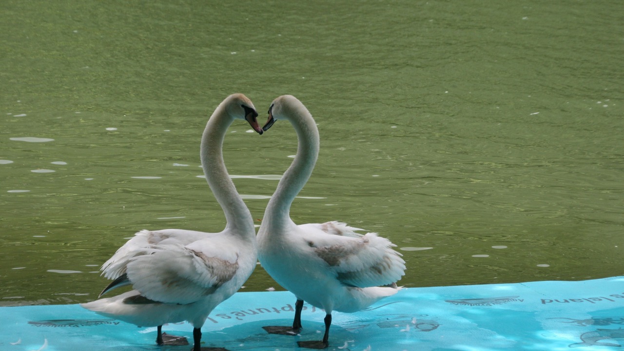 Photo of Others in Lake Austin Village