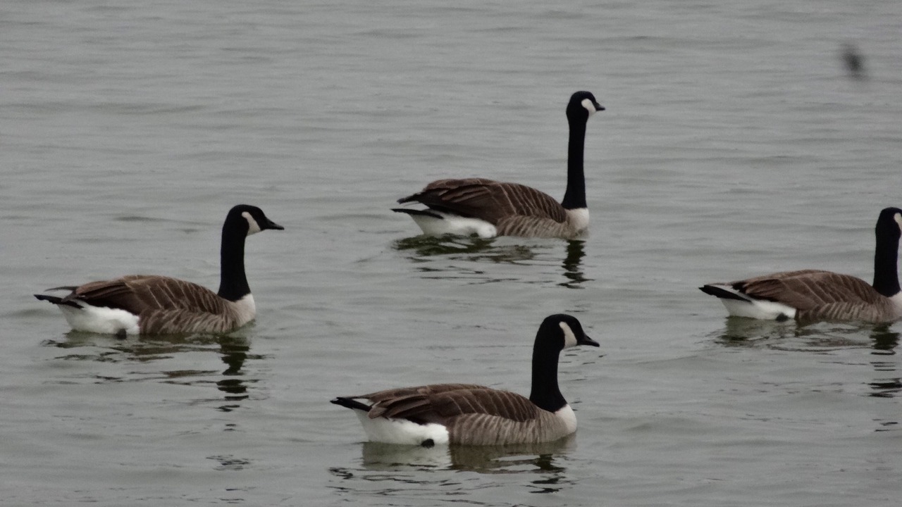 Photo of Others in Granbury