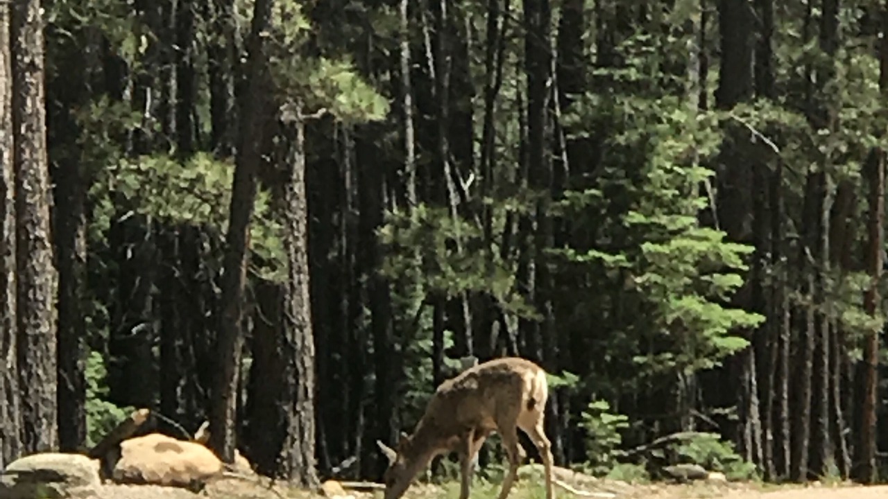 Photo of Others in Angel Fire