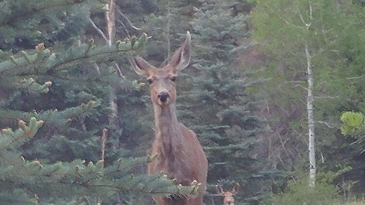Photo of Others in Durango
