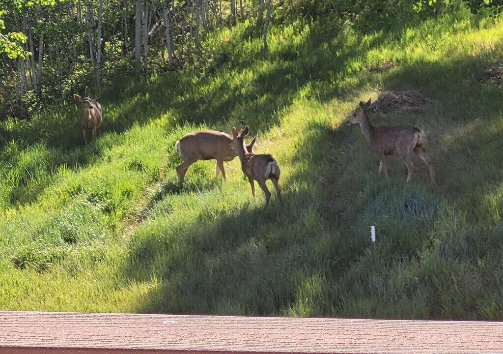 Photo of Others in Bayfield