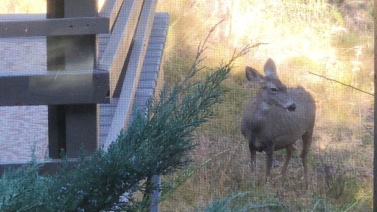 Photo of Others in Ruidoso