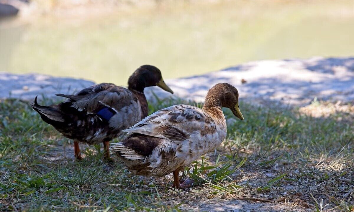 Photo of Others in Ingram