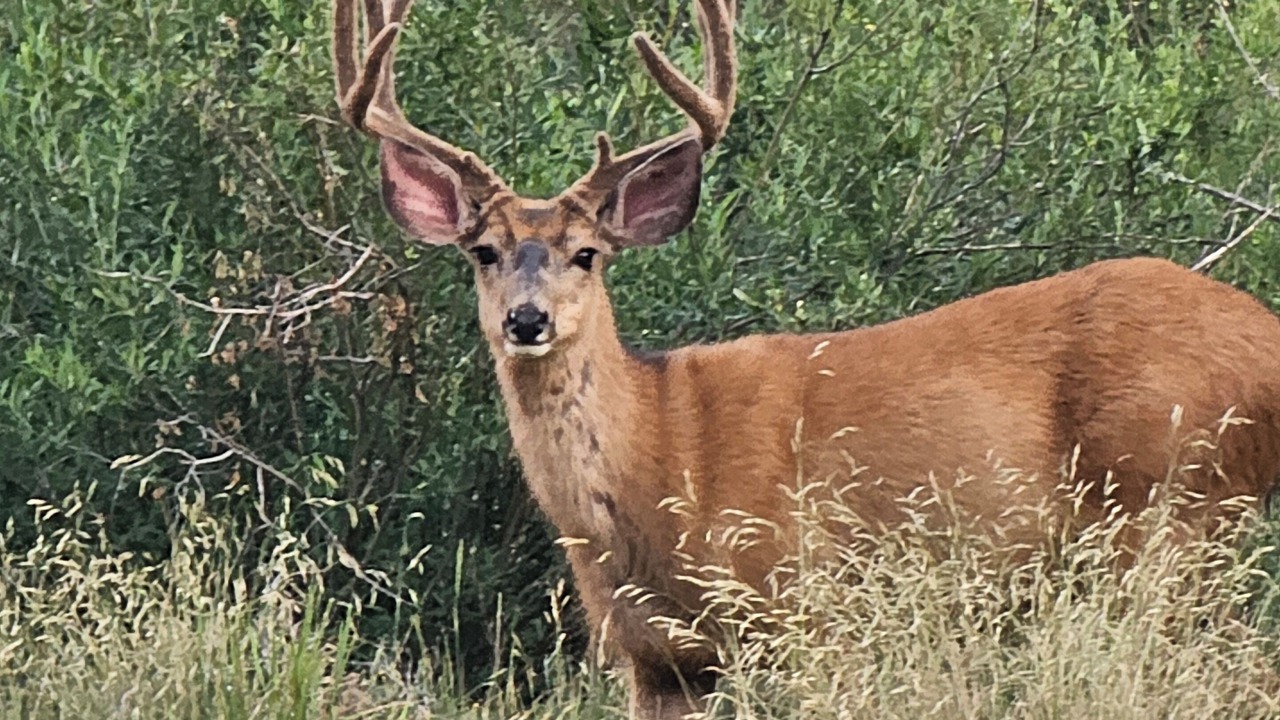 Photo of Others in Silverton