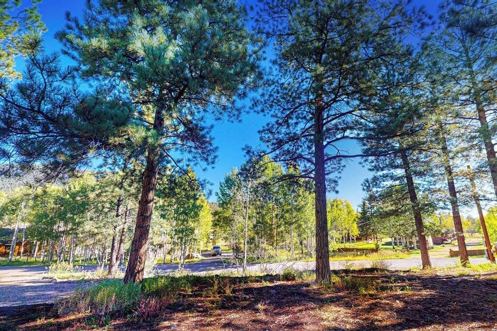 Photo of Others in Ponderosa Pines