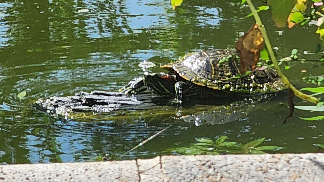 Photo of Others in North Richland Hills