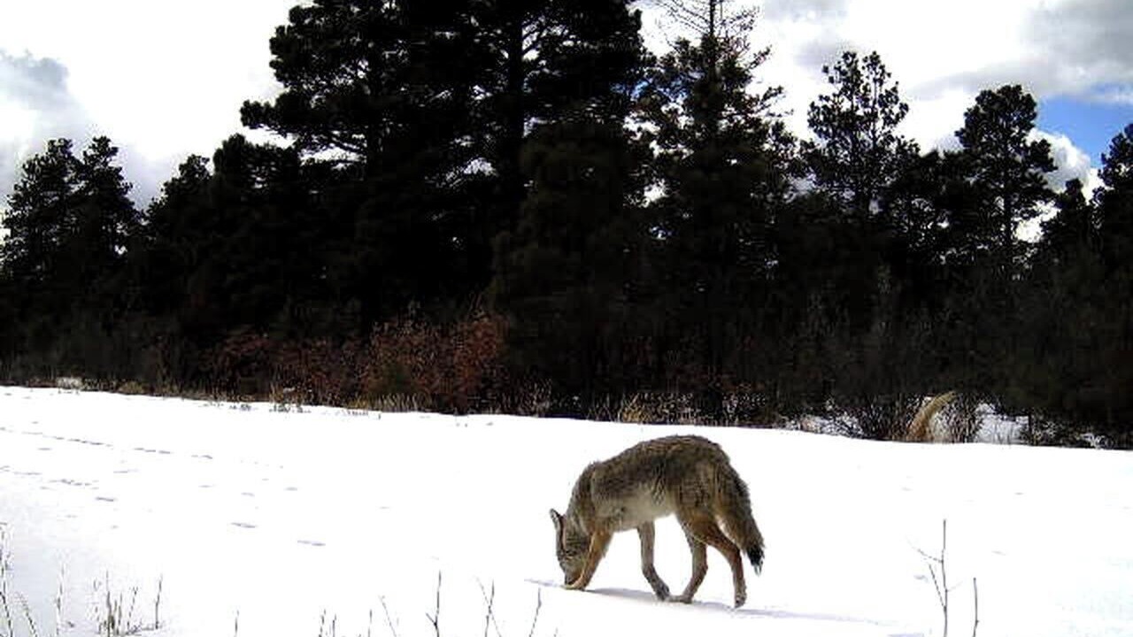 Photo of Others in Raton
