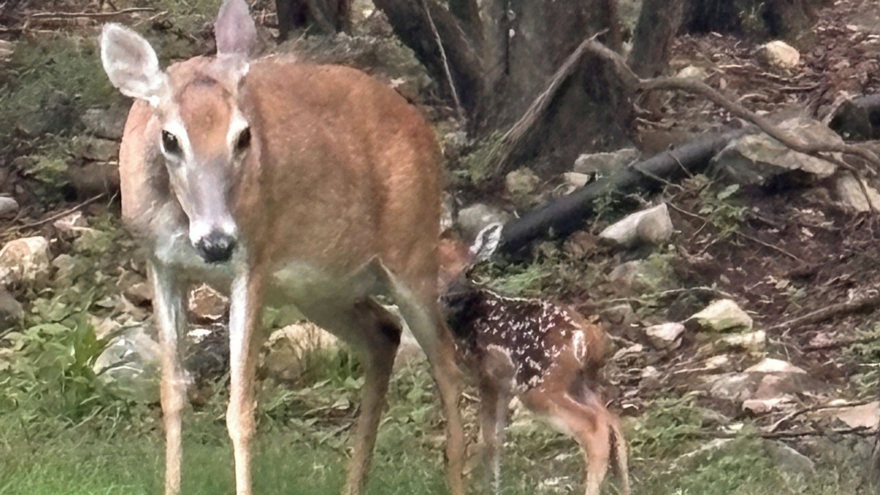Photo of Others in Gruene