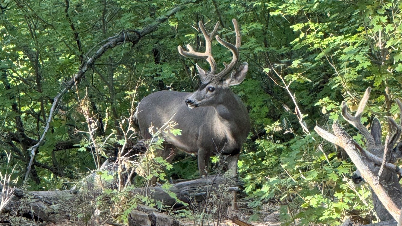 Photo of Others in Cloudcroft