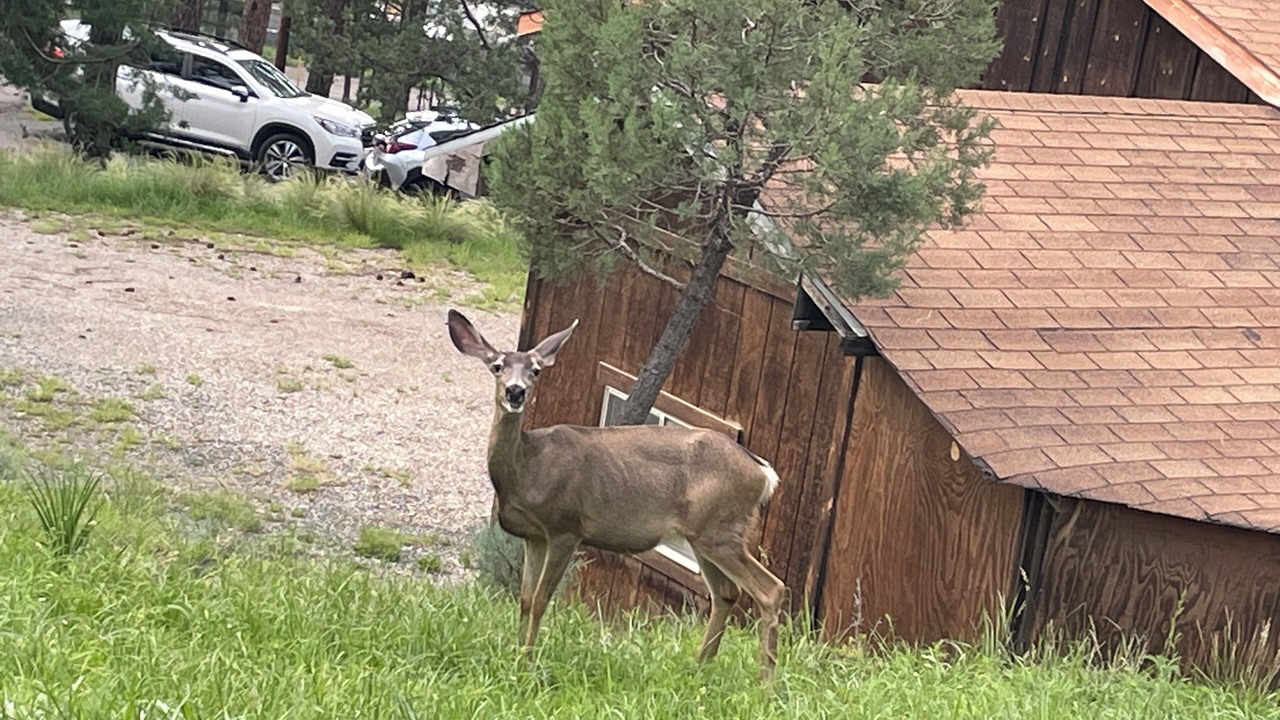 Photo of Outdoor in Ruidoso