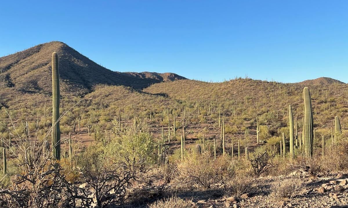 Photo of Outdoor in Marana