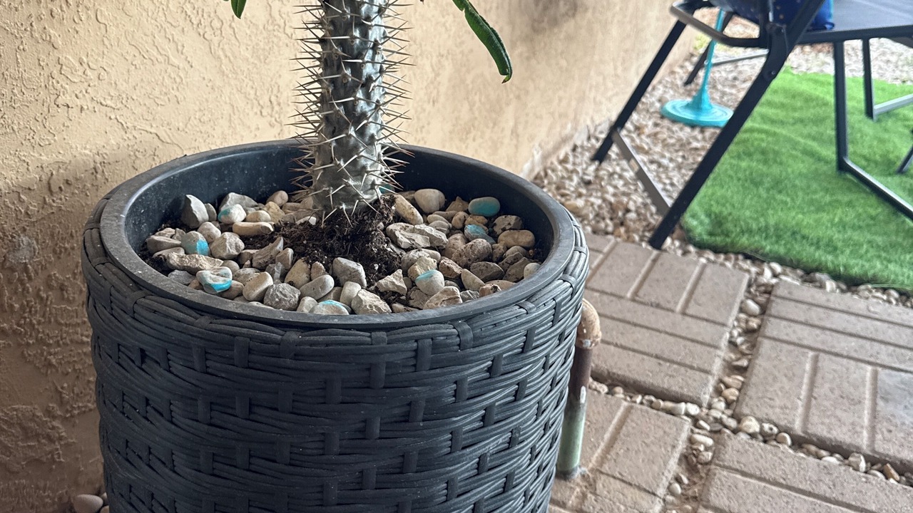 Photo of Outdoor in Carlsbad
