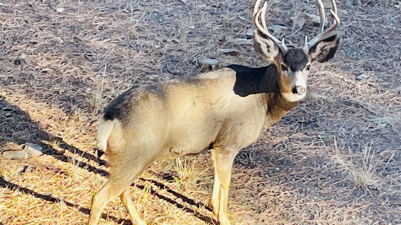 Photo of Others in Pagosa Springs