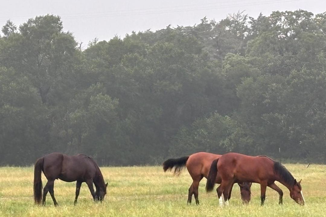 Photo of Others in Round Top